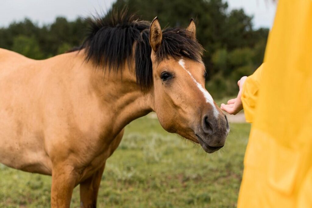 gastric ulcers in horses