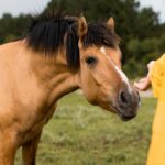 gastric ulcers in horses