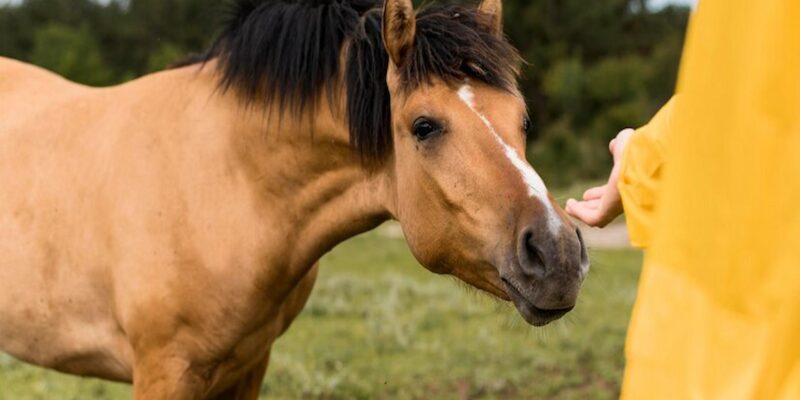 gastric ulcers in horses